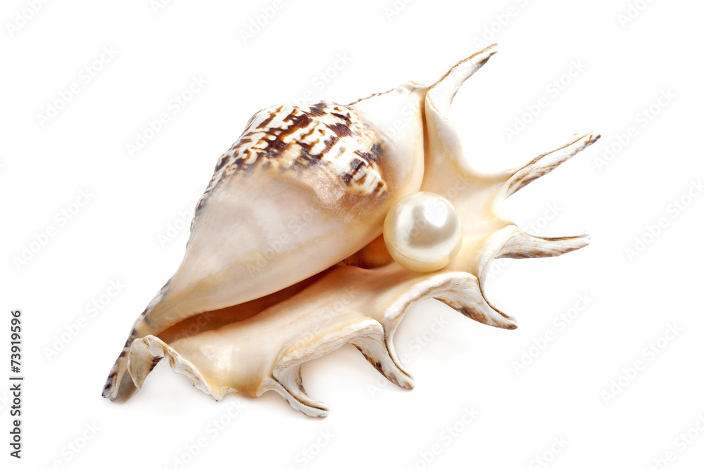 Seashell with pearl isolated on white background Seashell with pearl isolated on white background