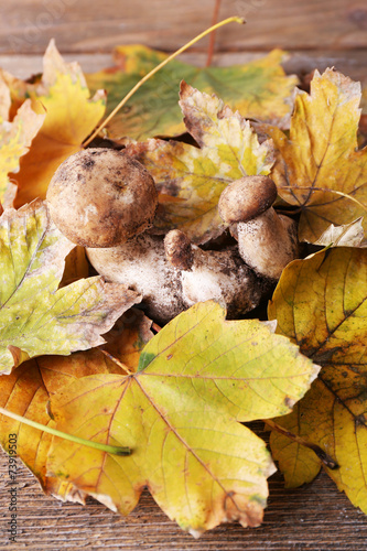 Wild mushrooms and autumn leaves on wooden background