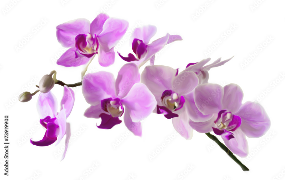 Fototapeta premium Pink streaked orchid flower, isolated ILLUSTRATION
