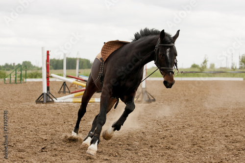 Horse in training