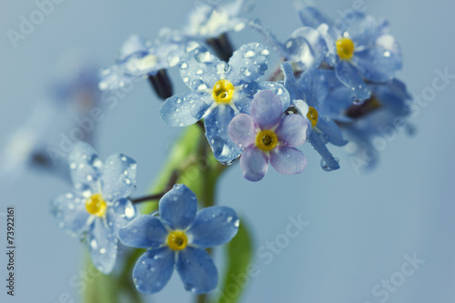 Forget-me-not flowers in water drops