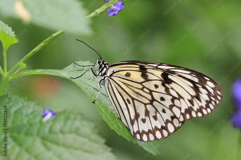 Large Tree Nymphs(Paper Kite,Rice Paper) butterfly resting on the green leaf Large Tree Nymphs(Paper Kite,Rice Paper) butterfly resting on the green leaf