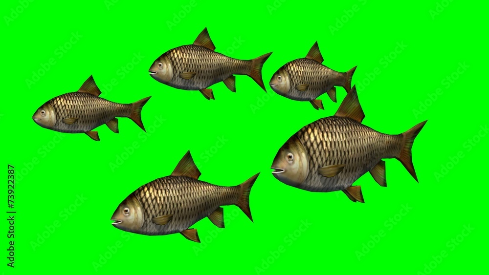 carp fishes swimming slow - green screen - close up
