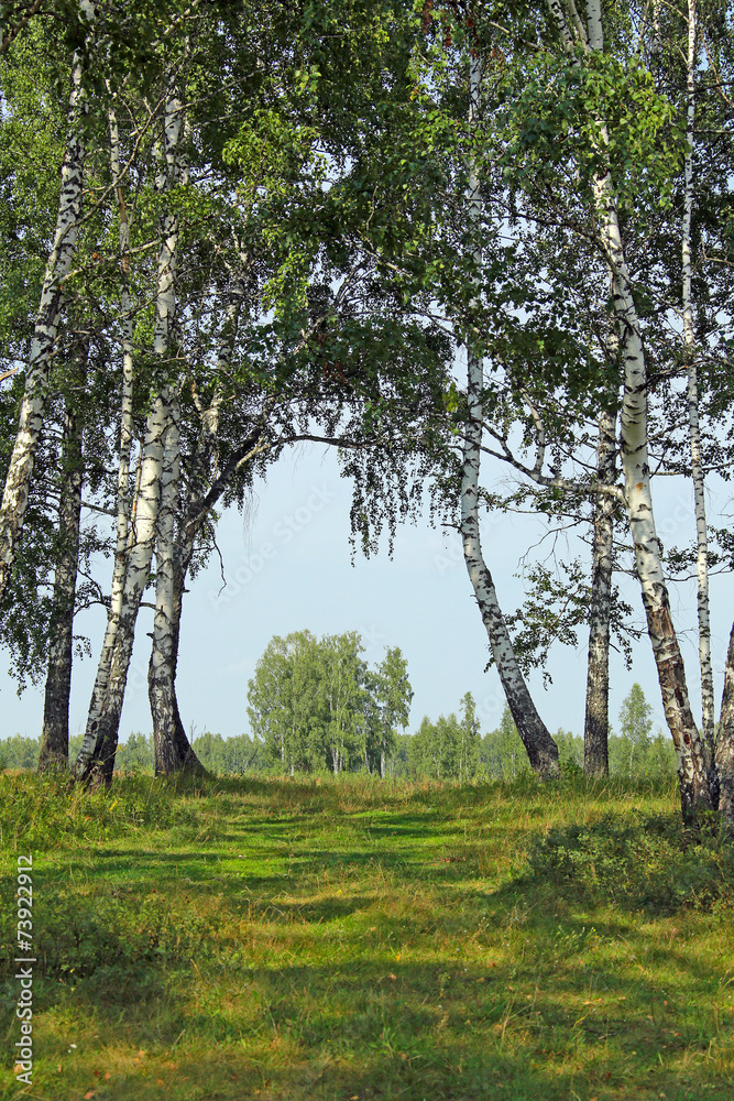 Fototapeta premium birch grove in the Urals