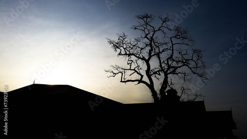 Tableau sur toile Tree Sunset, Dies Tree & Branches