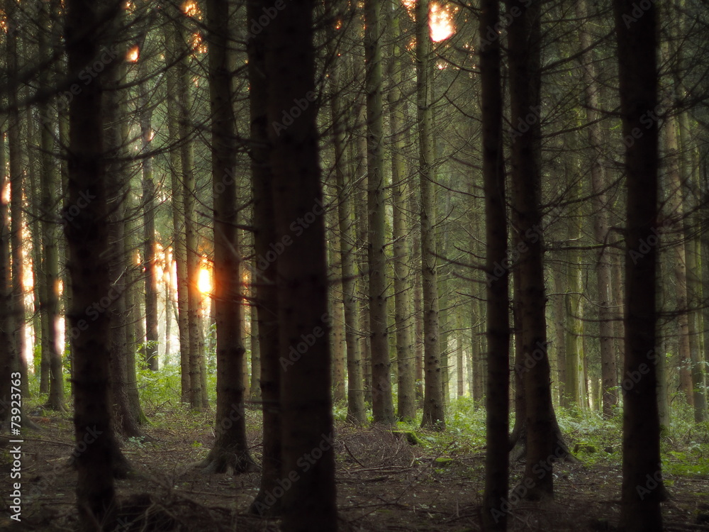 Obraz premium Verwunschener Wald