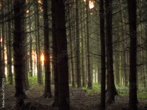 Verwunschener Wald © Glaser