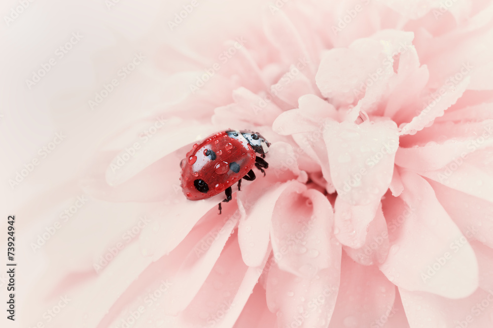 Naklejka premium ladybird or ladybug in water drops on a pink flower, natural vintage background with pastel colors