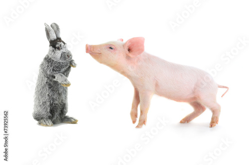 pig and rabbit