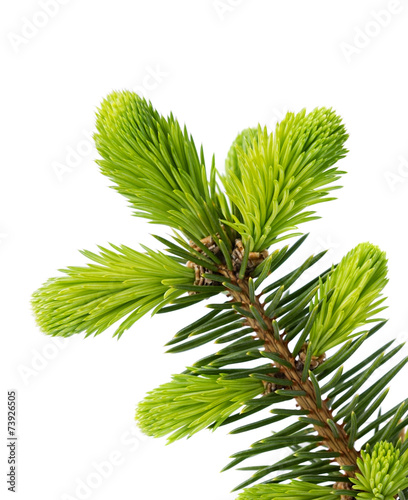 Young sprout of spruce isolated on white