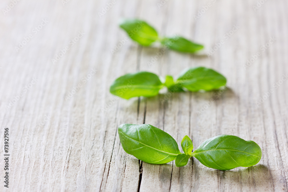 Basil leaves on wooden background Basil leaves on wooden background