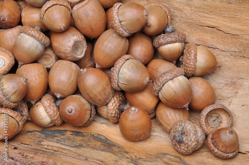 Dry oak acorns on wooden board