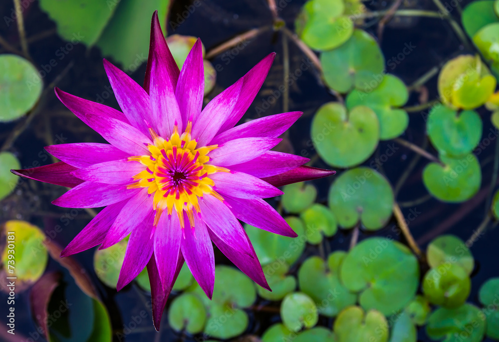 Purple lotus blossom yellow pollen on the water over the leaves. Purple lotus blossom yellow pollen on the water over the leaves.