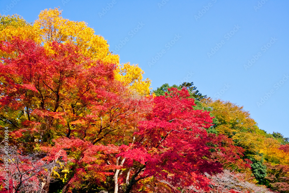 紅葉の森