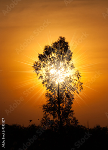 magical sunset with tree and sun ray