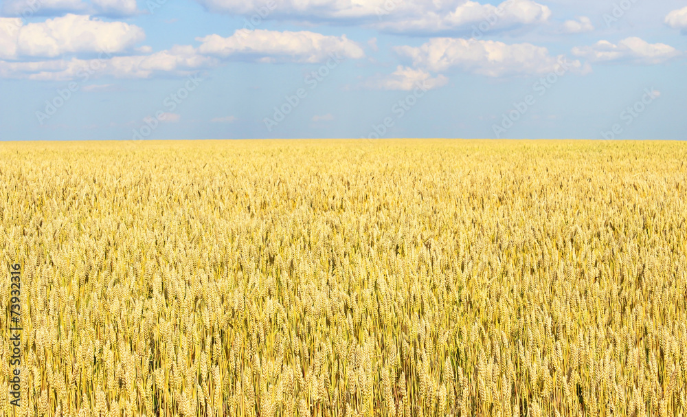 Naklejka premium Wheatfield