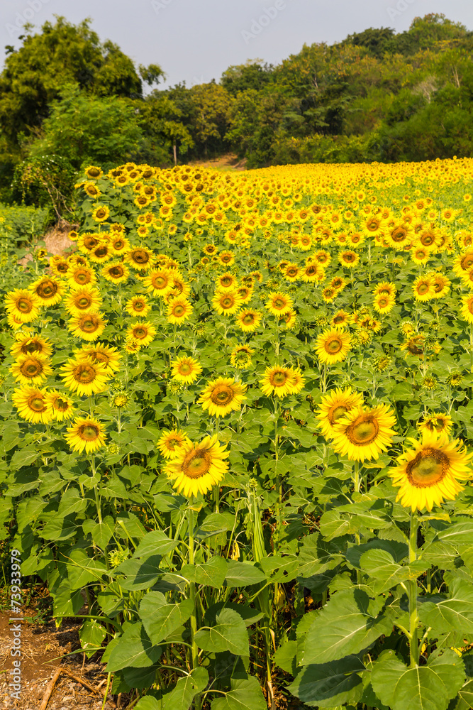 Beautiful yellow sunflower acres at the foot of a hill