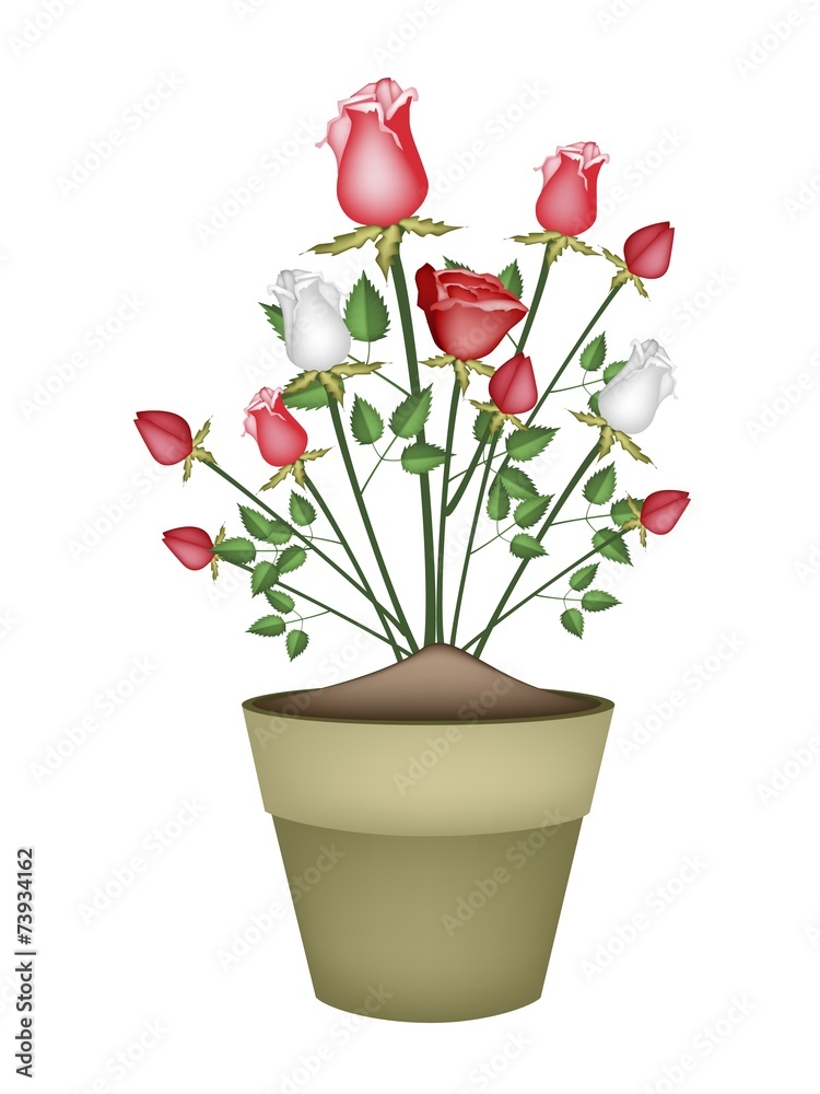 Red and White Roses in Ceramic Flower Pot
