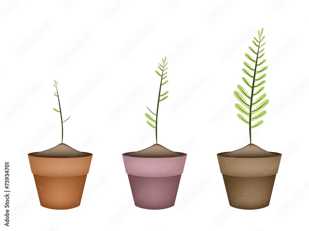 Three Fresh Green Ferns in Ceramic Pots