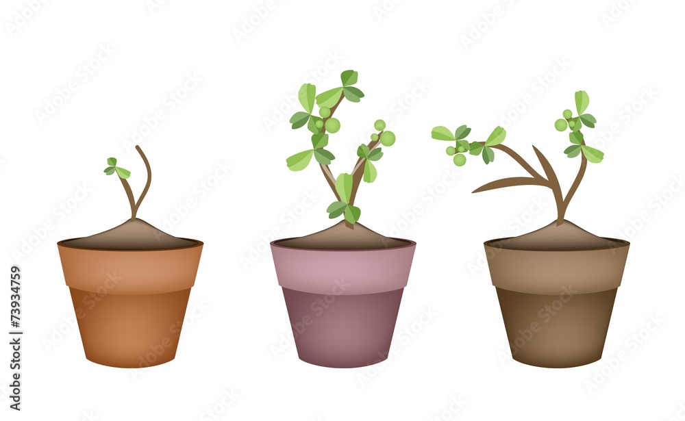 Bonsai Trees and Green Plants in Ceramic Pots Bonsai Trees and Green Plants in Ceramic Pots