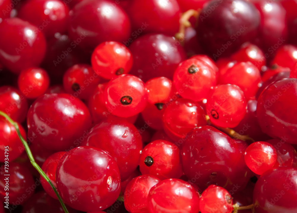 Red currant and cherry Red currant and cherry