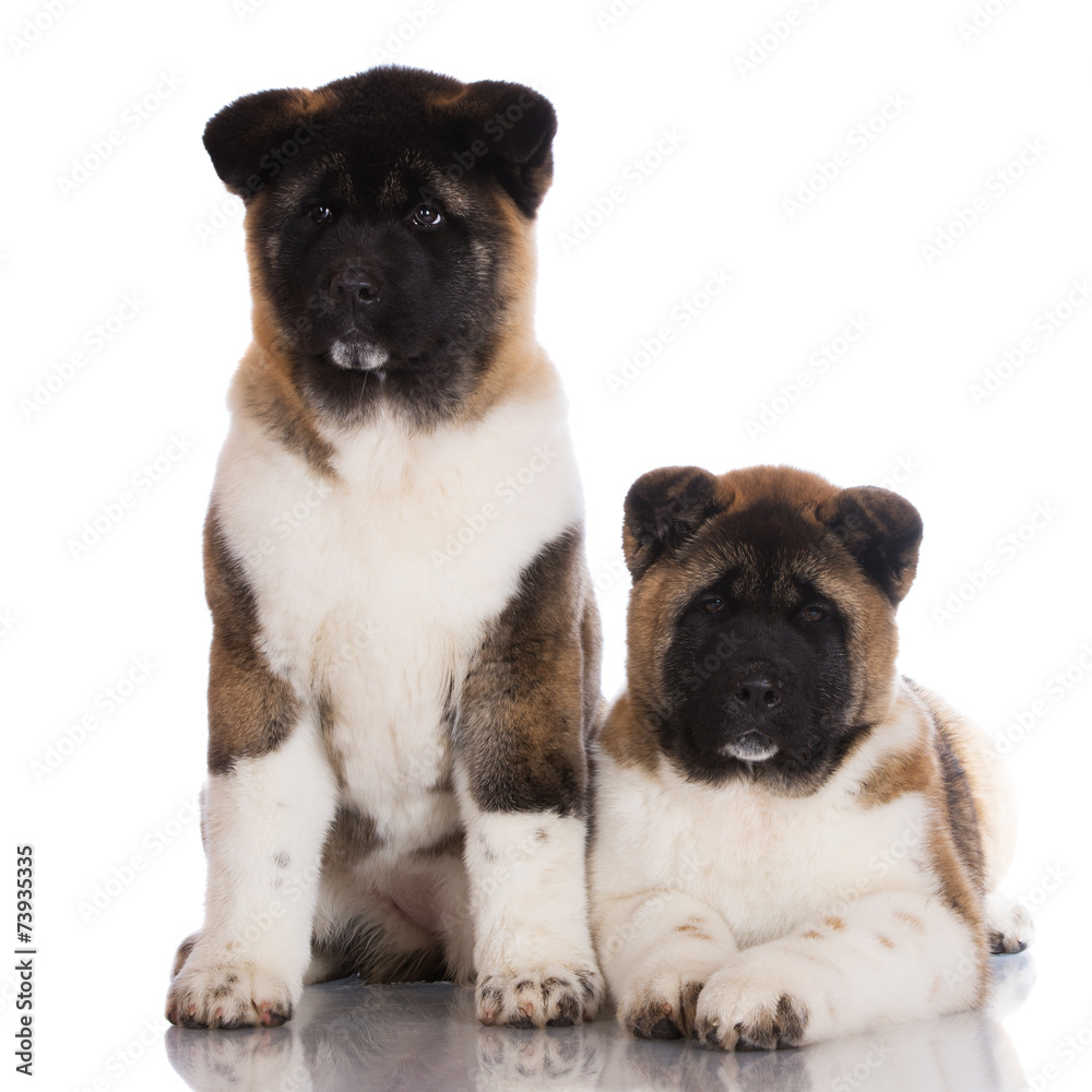 two american akita puppies together on white two american akita puppies together on white