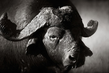 African buffalo bull Portrait