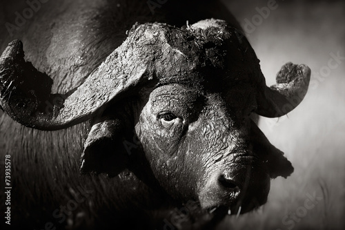 African buffalo bull Portrait #73935578