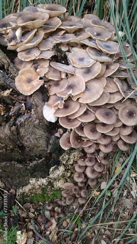 Cascata di funghi
