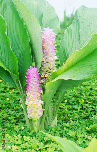 Siam tulip or summer tulip;Curcuma alismatifolia photo