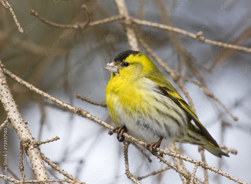 Fototapeta premium Eurasian Siskin on branch 