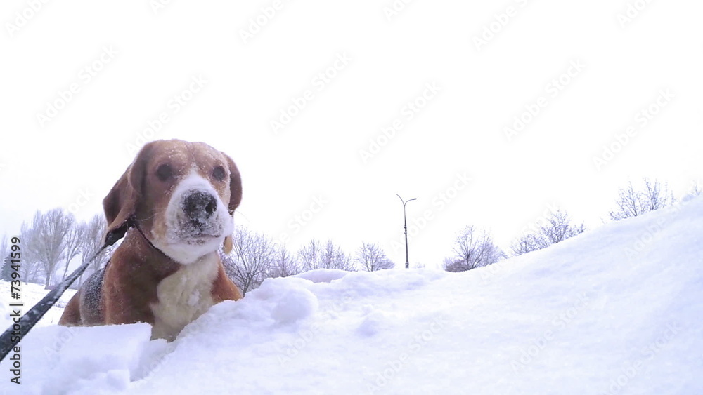 beagle puppy bury oneself into snowdrift slow motion video beagle puppy bury oneself into snowdrift slow motion video