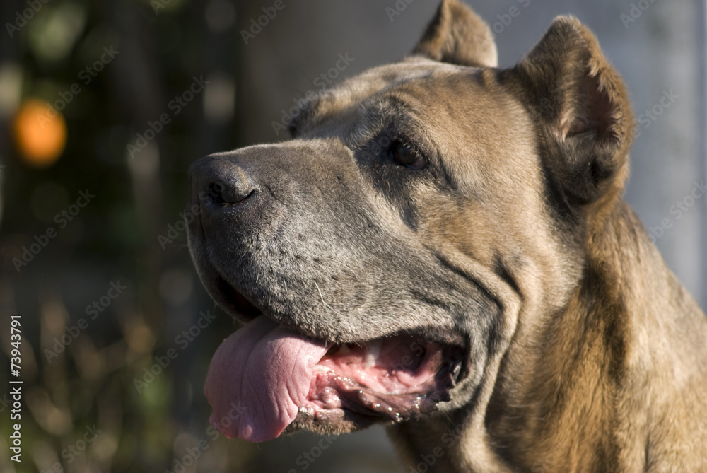 proud dog