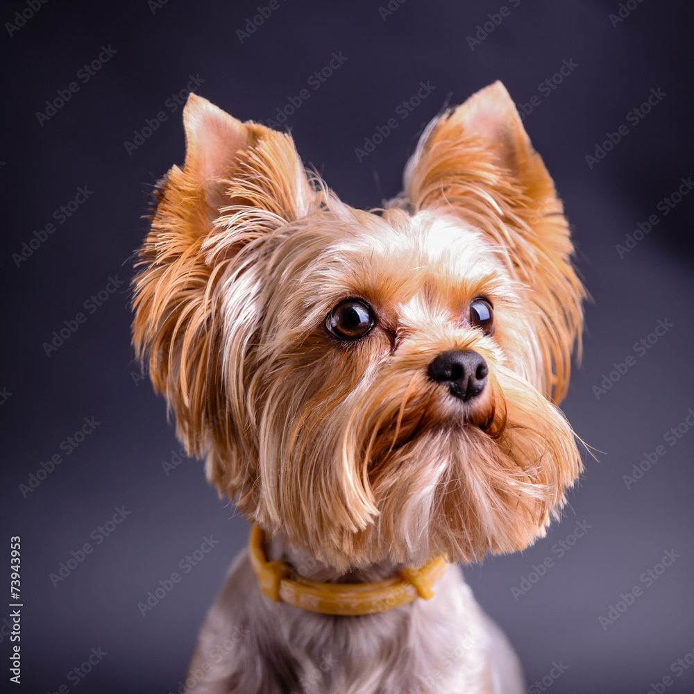 Fototapeta premium Yorkshire terrier
