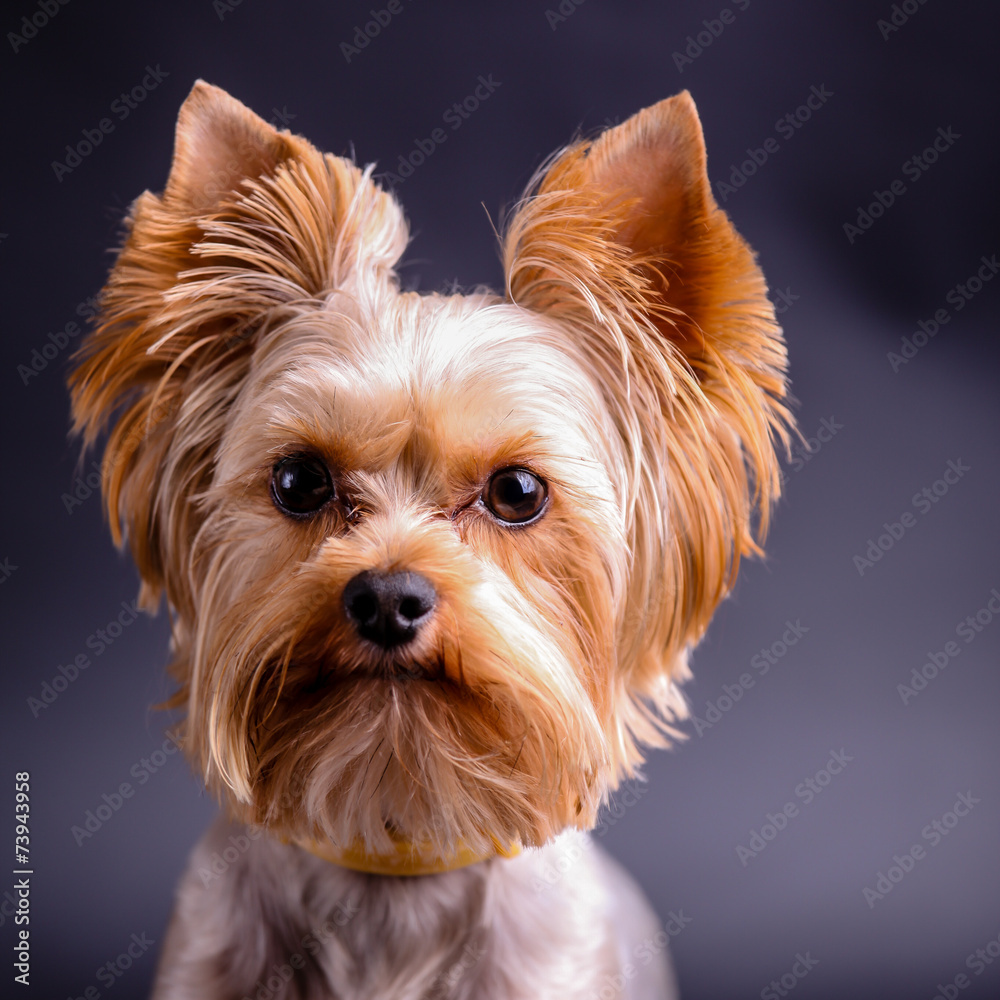 Fototapeta premium Yorkshire terrier