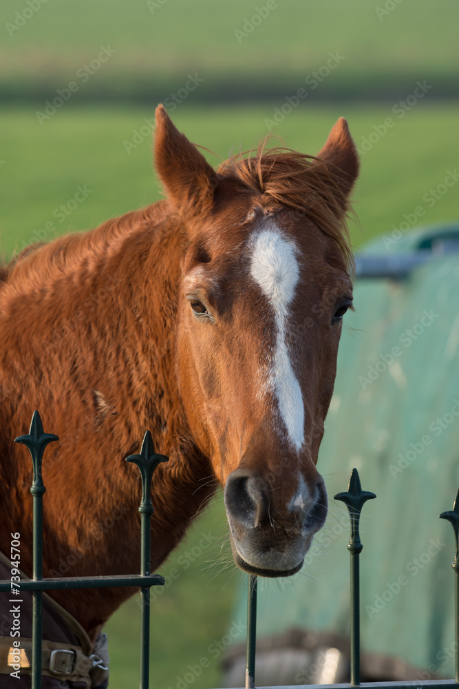 Obraz premium close up of brown horse at fence
