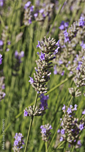 Lavender flowers