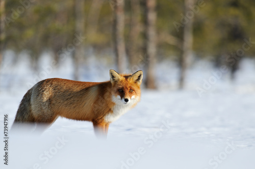 Red fox on snow