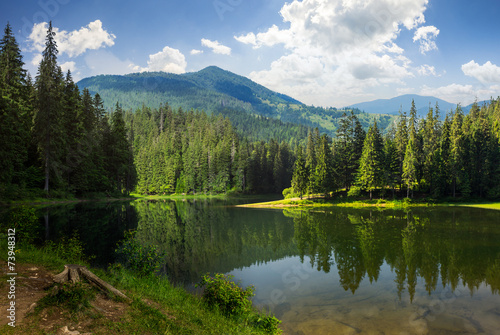 pine forest near the mountain lake © Pellinni