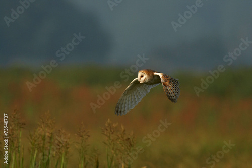 Barn Owl - Tyto alba