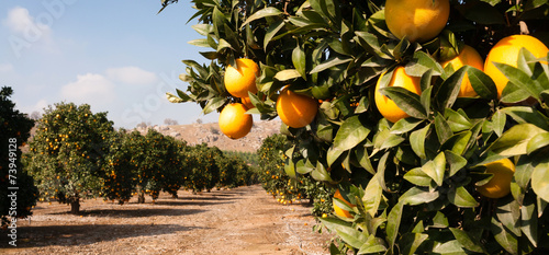 Slika na platnu Raw Food Fruit Oranges Ripening Agriculture Farm Orange Grove
