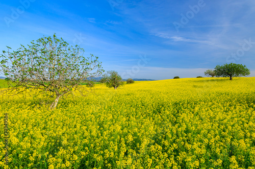 Yellow field with rapeseed blooming in spring, Majorca island