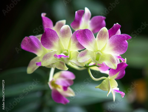 orchid