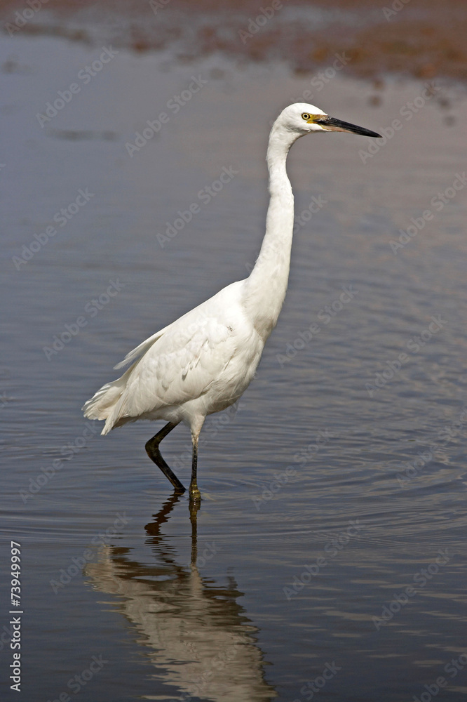 Little Egret - Egretta garzetta Little Egret - Egretta garzetta