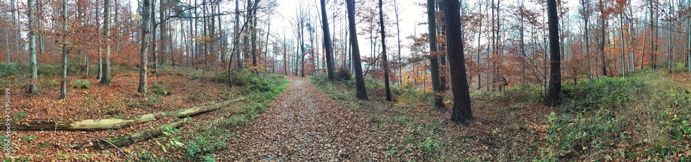 Panorama vom Wald Panorama vom Wald