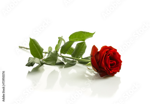 Fototapeta Naklejka Na Ścianę i Meble -  Isolated Red Rose with white background