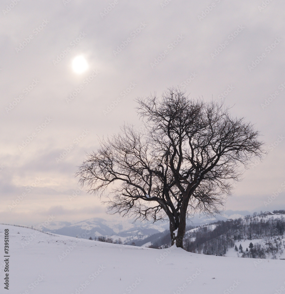 Fototapeta premium Landscape with an isolated tree in snow in a winter day.