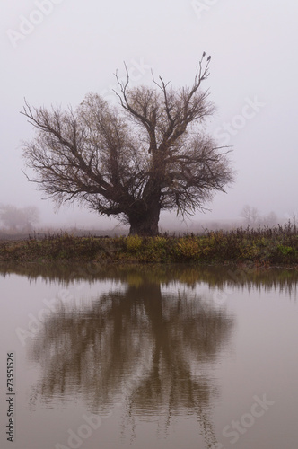 Single tree reflected in a lake in a misty cold autumn day.