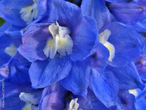 Splendid blue delphinium Fototapeta