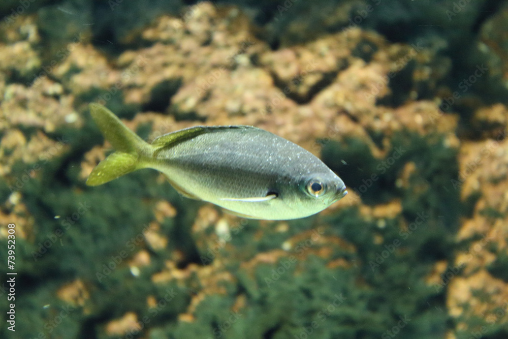 Fish photo Fish photo